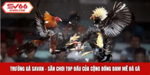 Trường Gà Savan - Sân Chơi TOP Đầu Của Cộng Đồng Đam Mê Đá Gà