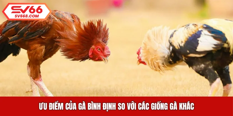 Ưu điểm của gà Bình Định so với các giống gà khác