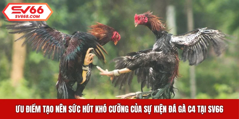 Ưu điểm tạo nên sức hút khó cưỡng của sự kiện đá gà C4 tại SV66
