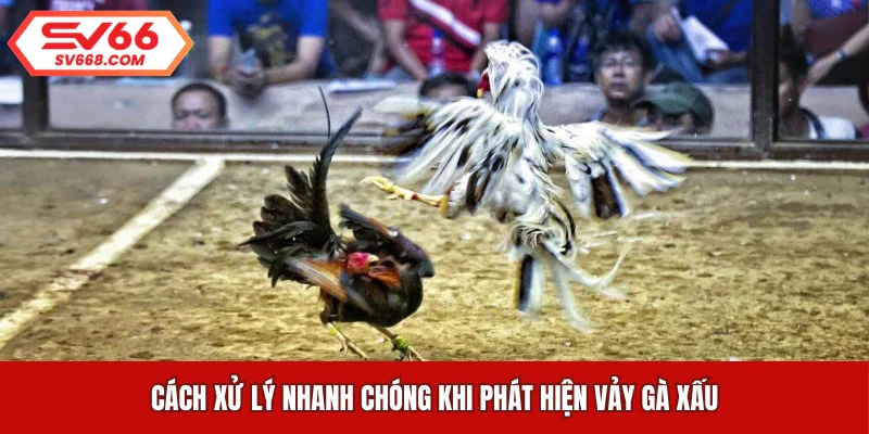 Cách xử lý nhanh chóng khi phát hiện vảy gà xấu